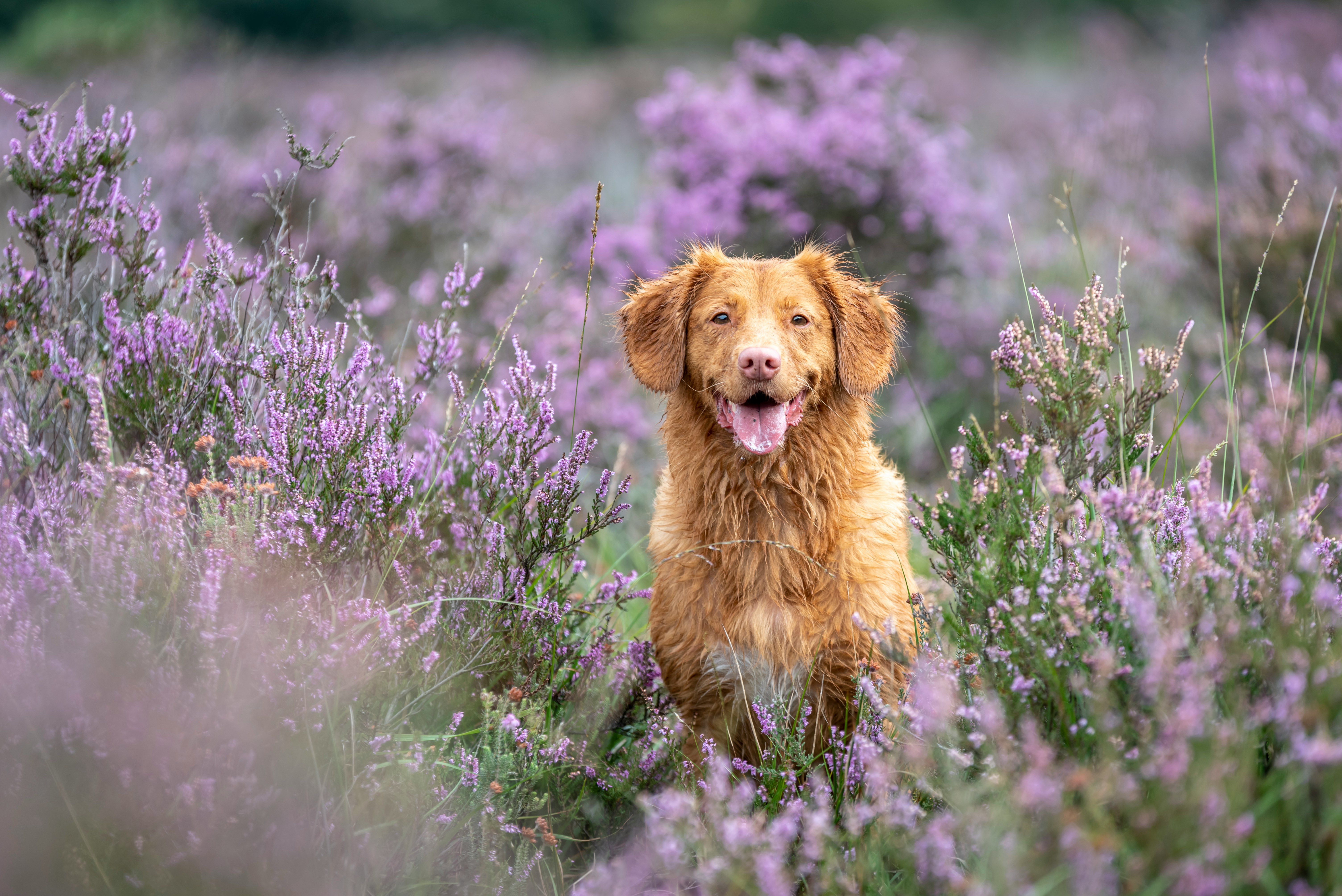 brown long coated dog on purple flower field during daytime